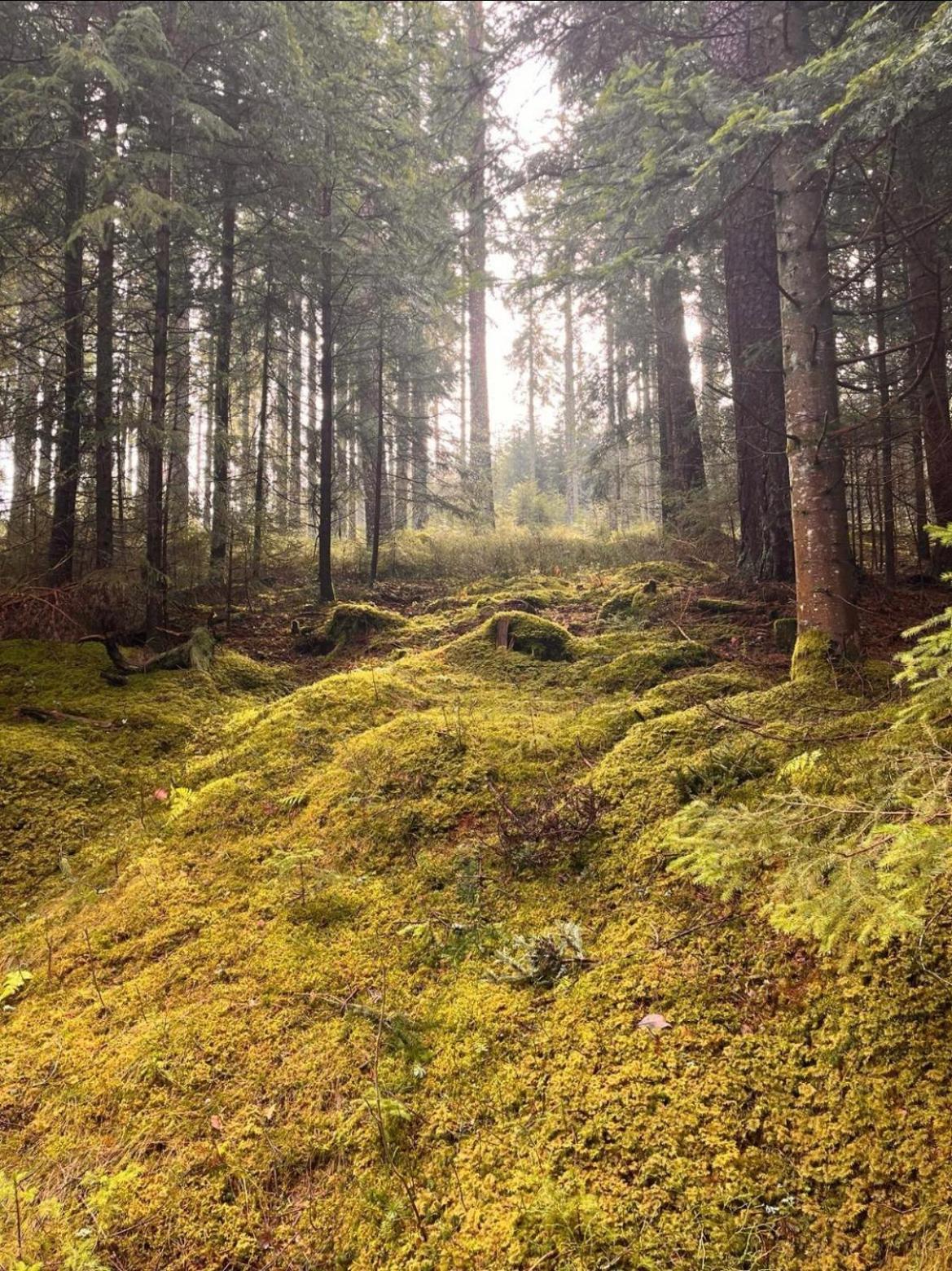Haus Am See - Natur Pur Friedenweiler Dış mekan fotoğraf